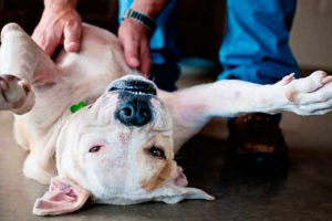Шкільні спазми в собаку - що робити? Шкільні спазми в собаку - що робити?